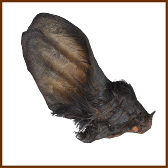 Oreille de Bœuf Poils - 1pc